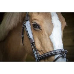 PÉNÉLOPE Pénélope Blinker Leder Havanna -Waldhausen Verkäufe 2024 ekkia 304399018.c3165e