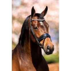 HB Showtime Trense Fancy Lack Schwarz -Waldhausen Verkäufe 2024 hb 352.9c4289