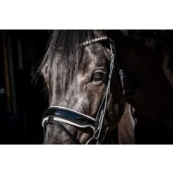 HB Showtime Trense Special Guy Schwarz -Waldhausen Verkäufe 2024 hb 363 zwart wit.907be6