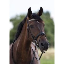 HB Trense Trinidad Schwarz -Waldhausen Verkäufe 2024 hb 364.3d9e74