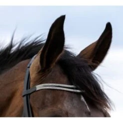 HB Trense Trinidad Schwarz -Waldhausen Verkäufe 2024 hb 364.abbdbc