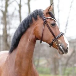 Kavalkade Trense Florina KavalSH4 Rundgenäht Schwarz -Waldhausen Verkäufe 2024 kavalkade bruin 2 19047 01.95fba7