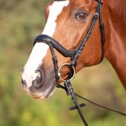 Kieffer Trense Amy Ultrasoft, Schwedisch Mit Schnalle, Sperriemen, Anatomisch Schwarz -Waldhausen Verkäufe 2024 kieffer 3144 kieffer ultrasoft amy horse 1.b1a970