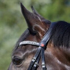 Kieffer Trense Luisa Schwarz/Amber -Waldhausen Verkäufe 2024 kieffer 3150 luisa ge 2176 horse 4.6b3d24