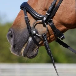 Kieffer Trense Rachel Schwedisch Mit Schnalle, Sperriemen, Schwarz Unterlegd Schwarz -Waldhausen Verkäufe 2024 kieffer 3151 rachel ge 2178 horse 2.3085bf