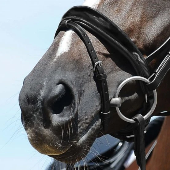 Passier Reithalfter Anatomsich Geformt Patent Leder Schwarz/Silber – Bild 2