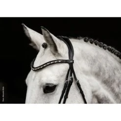 Schockemöhle Stirnriemen Diamond Select Schwarz/Berry/Shades -Waldhausen Verkäufe 2024 schockemohle 1102 00079 browbanddiamondselect toffee shades img10.fa99b4 1