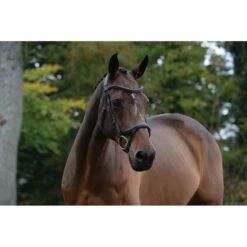 Collegiate Zaum Comfitec Vogue Anatomisch Schwarz -Waldhausen Verkäufe 2024 wb 1006376000 black cl vgu antmcl brdl image hero null4.dcc8b0