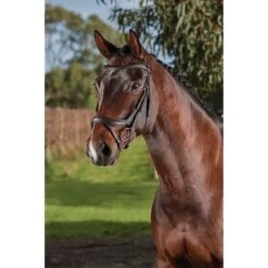 Collegiate Zaum Comfitec Vogue Anatomisch Schwarz -Waldhausen Verkäufe 2024 wb 1006376000 brown.8173af